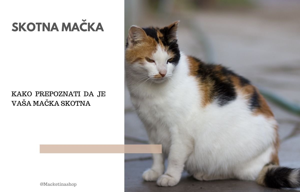 Kako da prepoznate znakove da je vaša mačka skotna