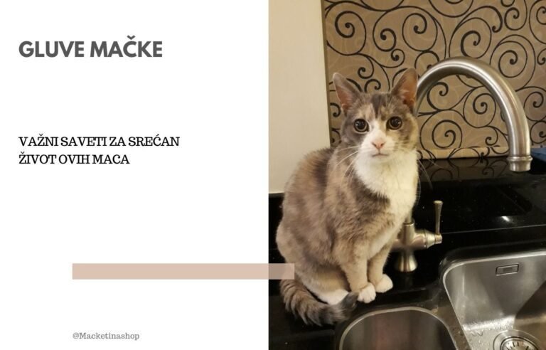 gluve mačke