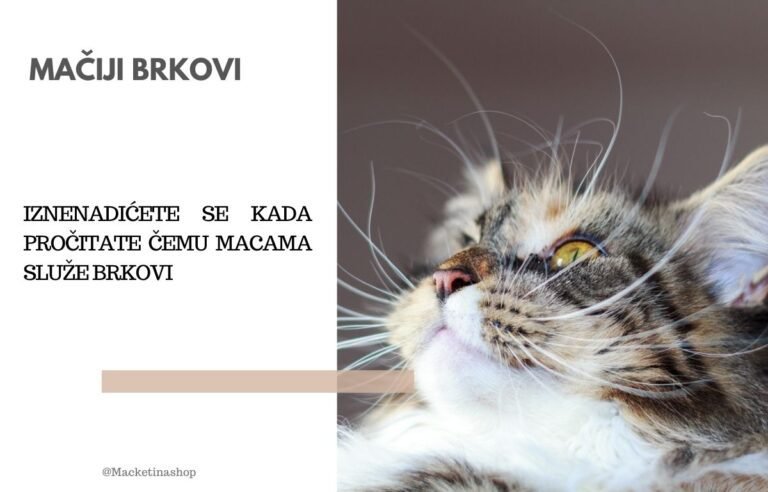 mačji brkovi