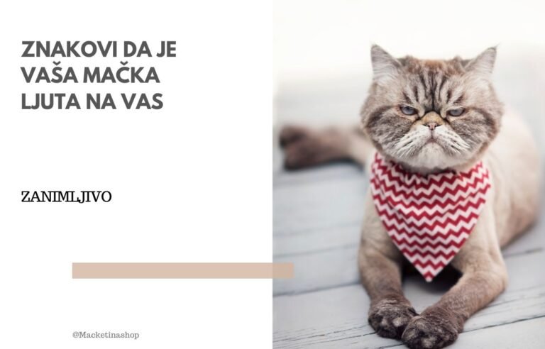 znakovi da je vaša mačka ljuta na vas