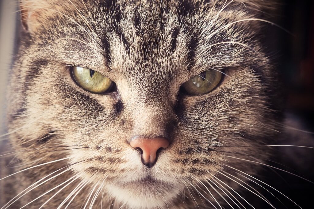 Znakovi da je vaša mačka ljuta na vas