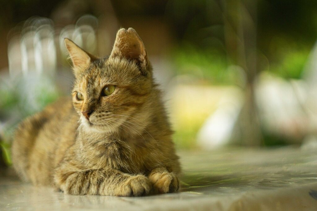 Najčešće zarazne bolesti mačaka