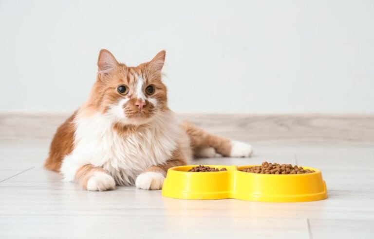 Mačka odbija hranu – mačka pored pune činije ne želi da jede