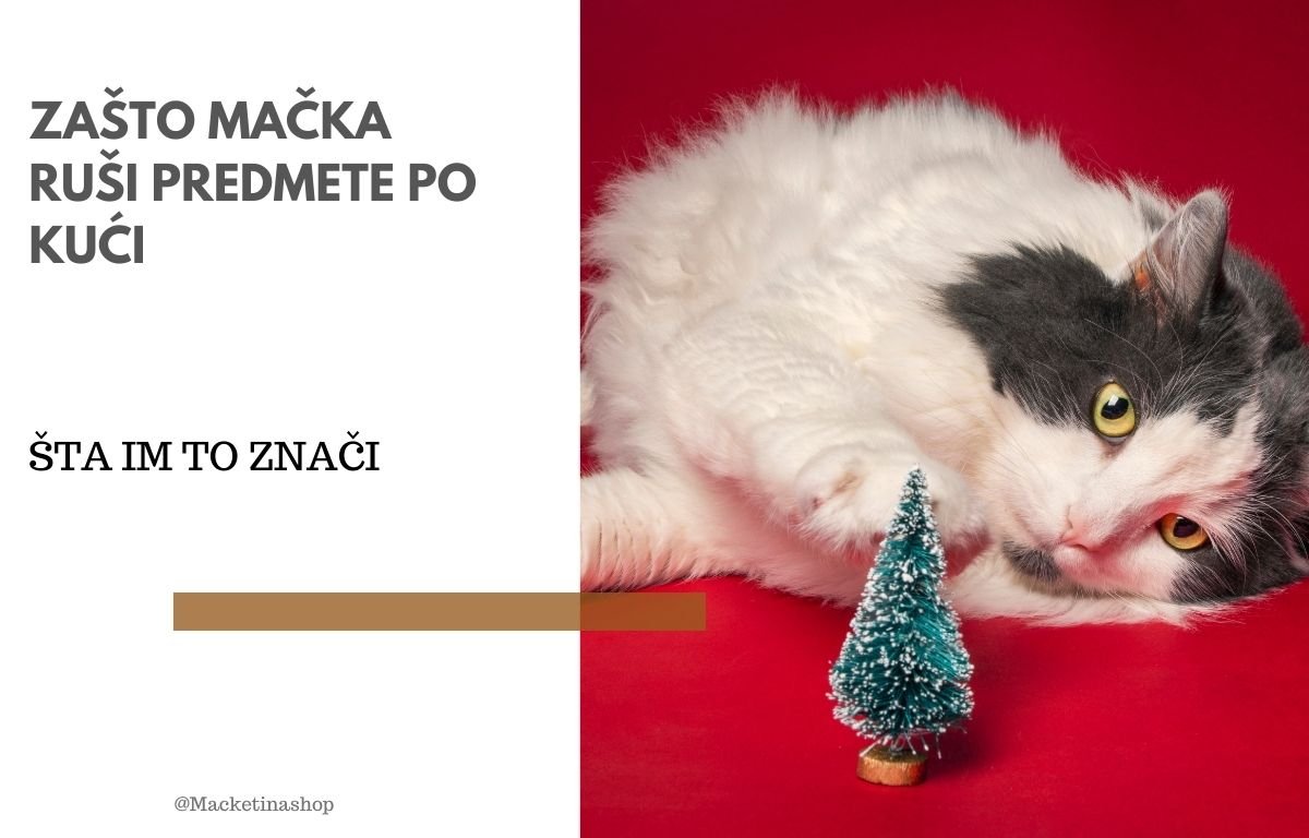 zašto mačke ruše stvari