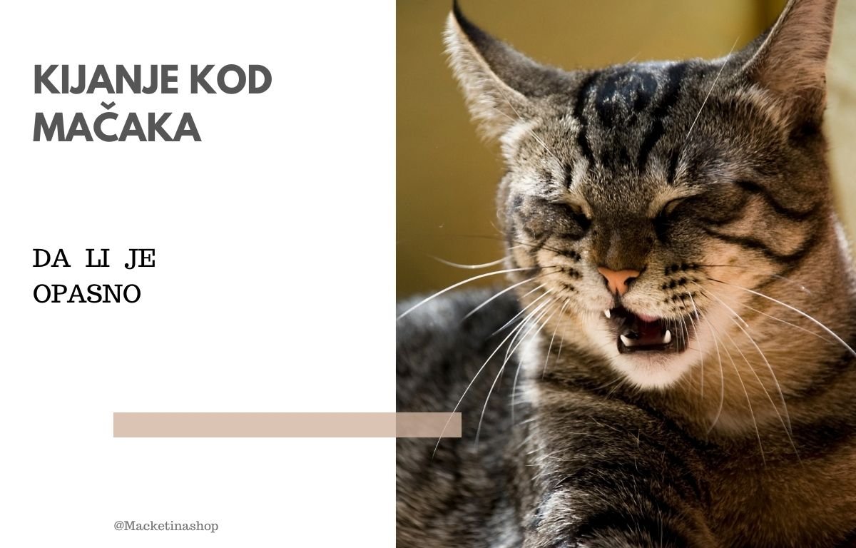 kijanje kod mačaka