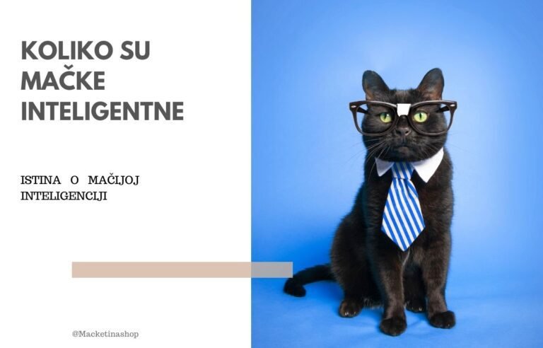 koliko su mačke inteligentne
