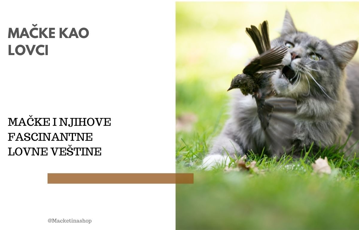 mačke kao lovci