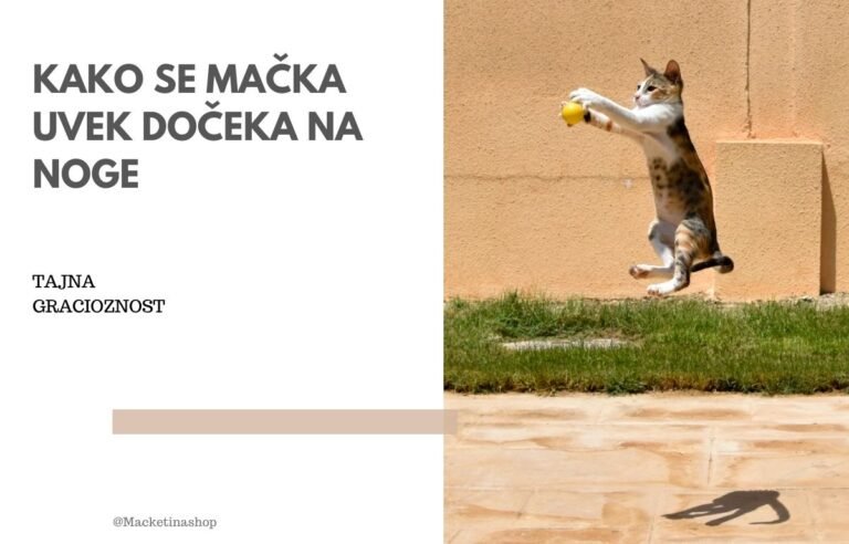 Kako se mačka uvek dočeka na noge