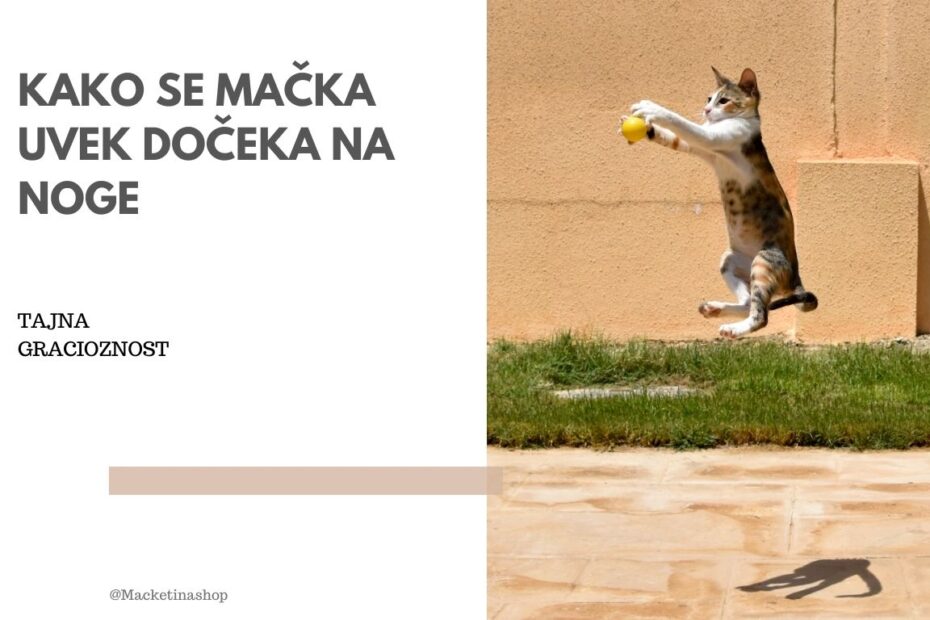 Kako se mačka uvek dočeka na noge