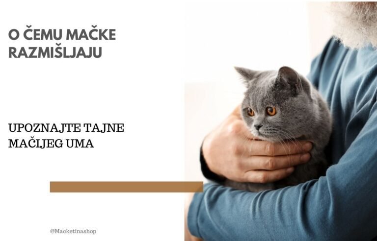 o čemu razmišljaju mačke