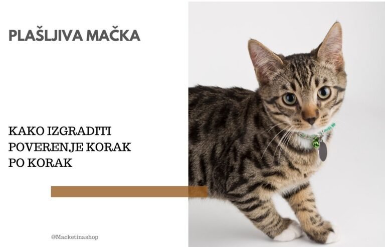 Plašljiva mačka