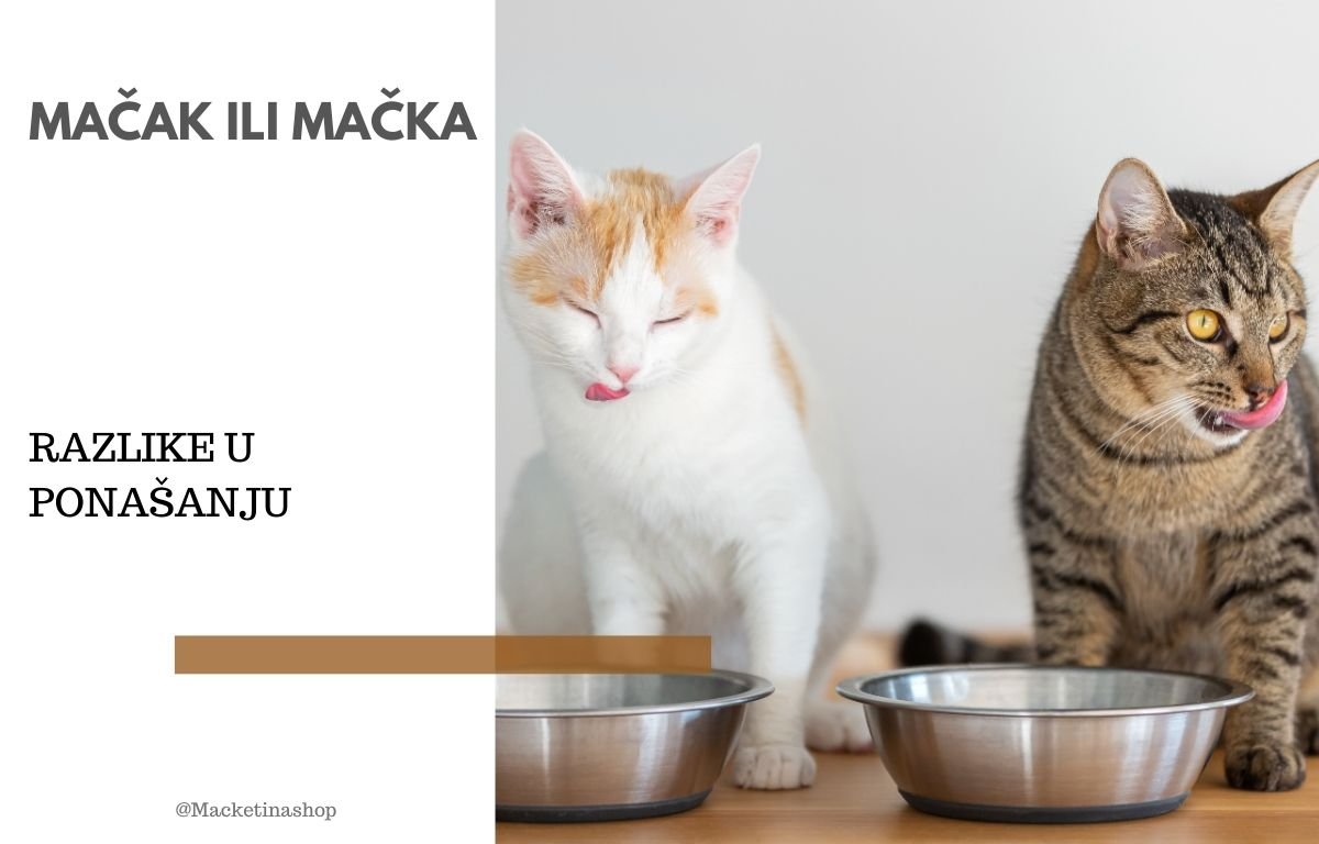 Mačak ili mačka