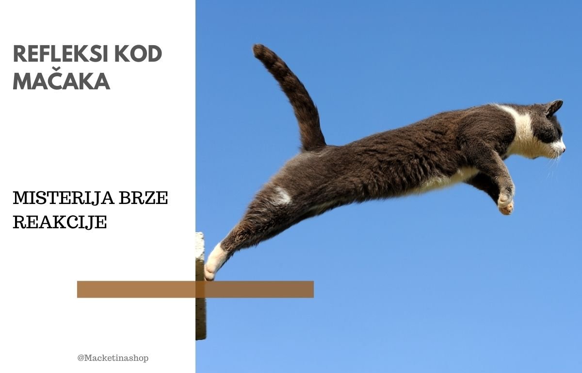 refleksi kod mačaka