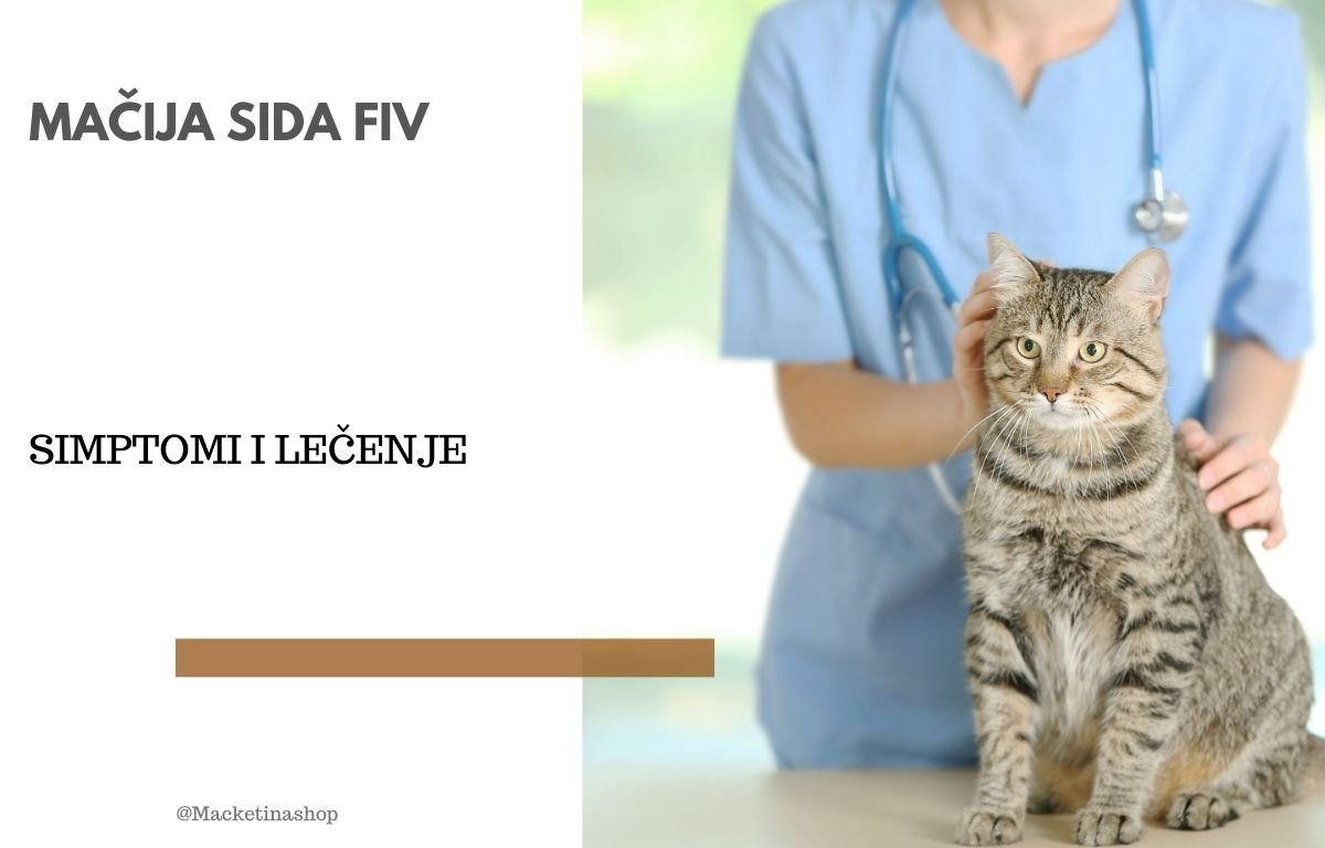 Mačija sida FIV