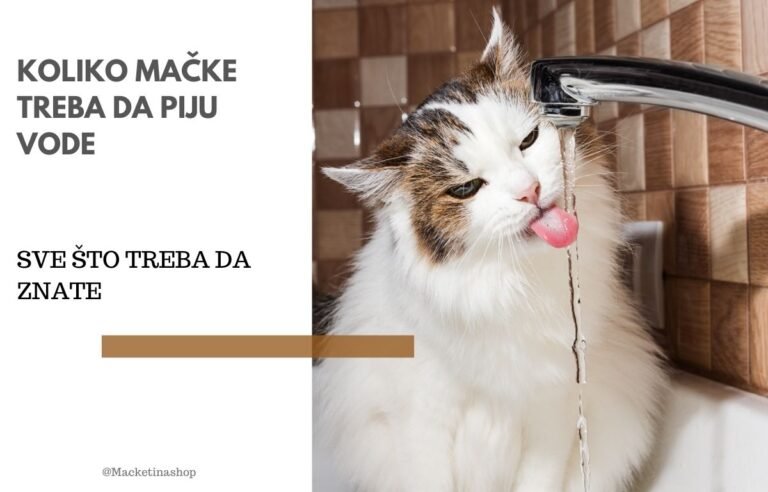 koliko mačke treba da piju vode