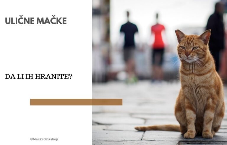 koliko mačke treba da piju vode
