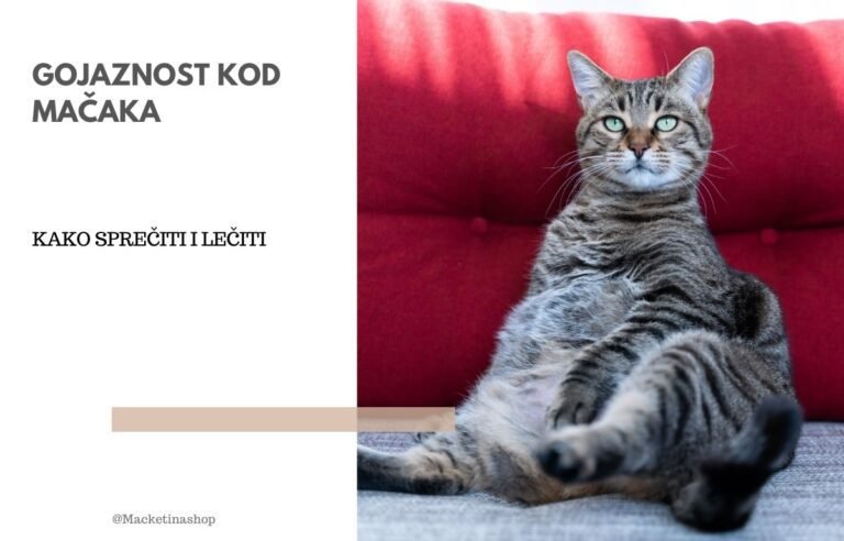 gojaznost kod mačaka