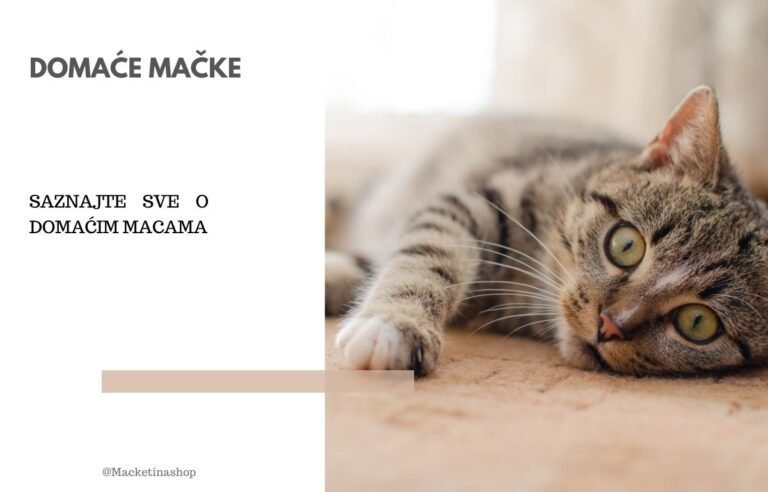 Domaće mačke