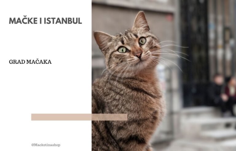 Istanbul grad mačaka