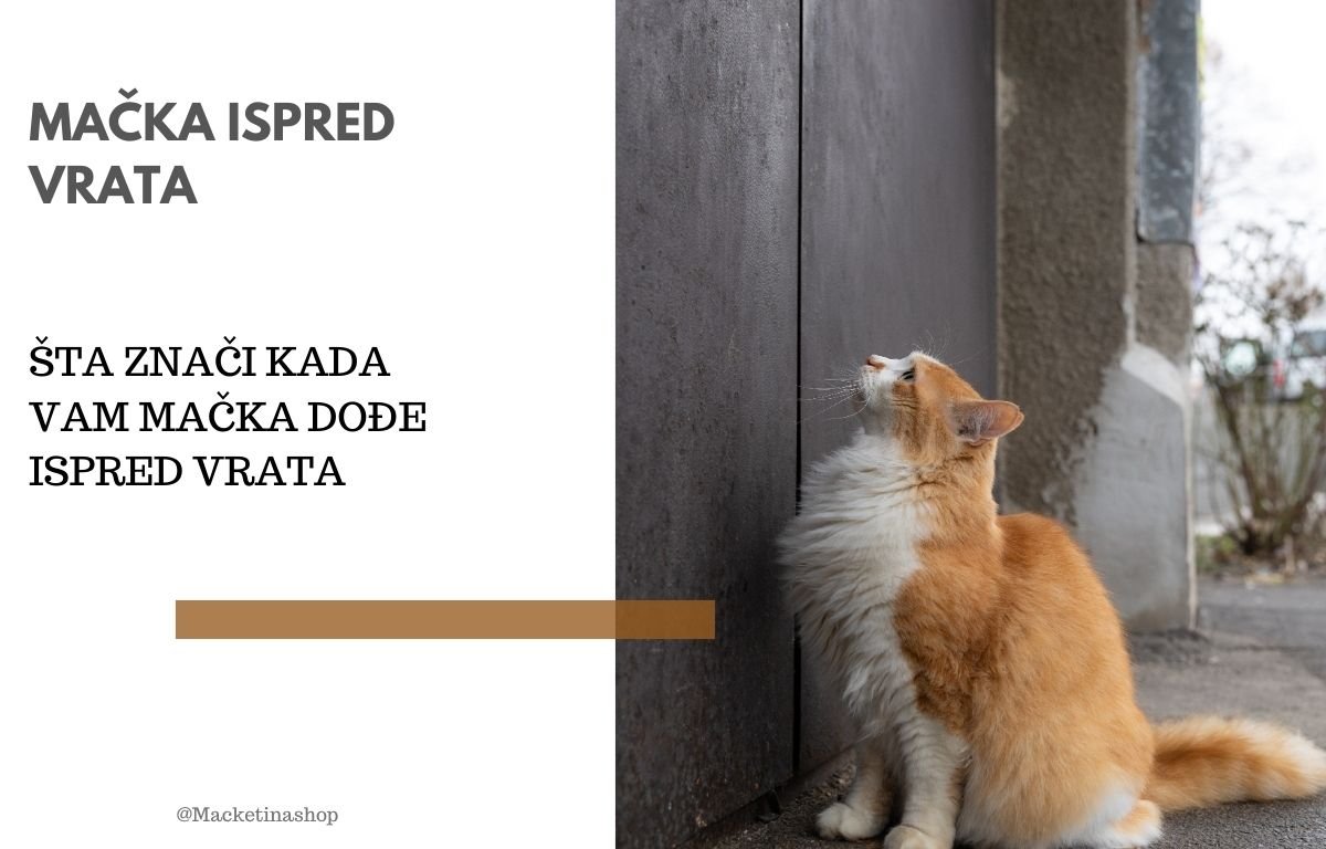 mačka ispred vrata