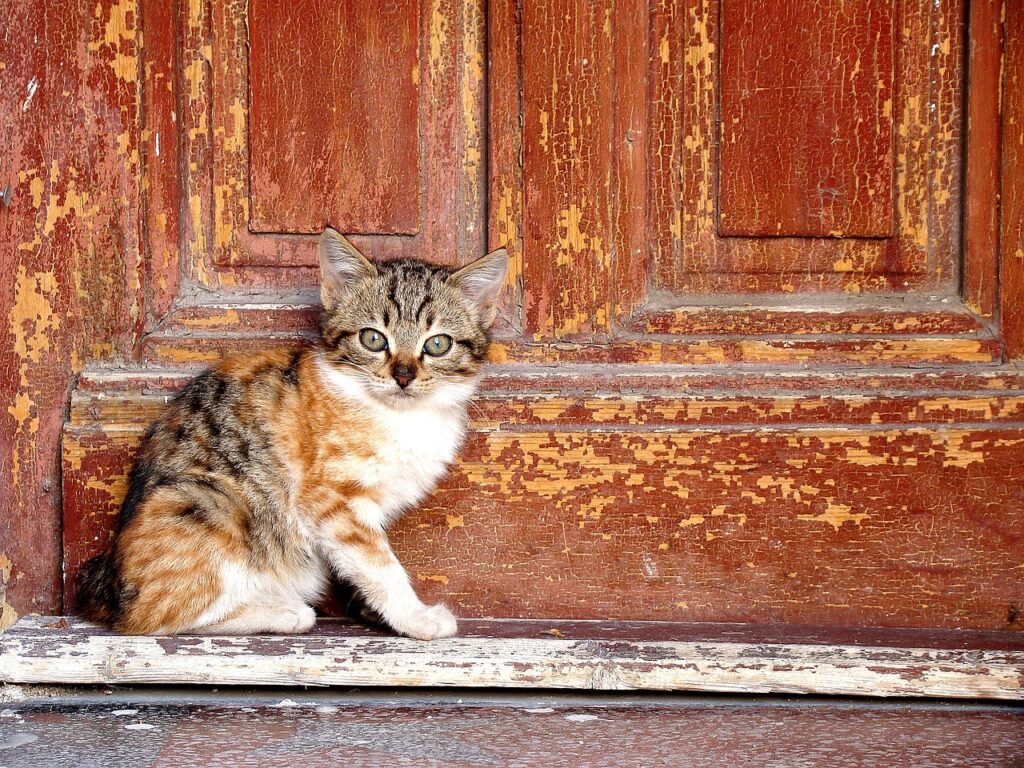 Mačka ispred vrata