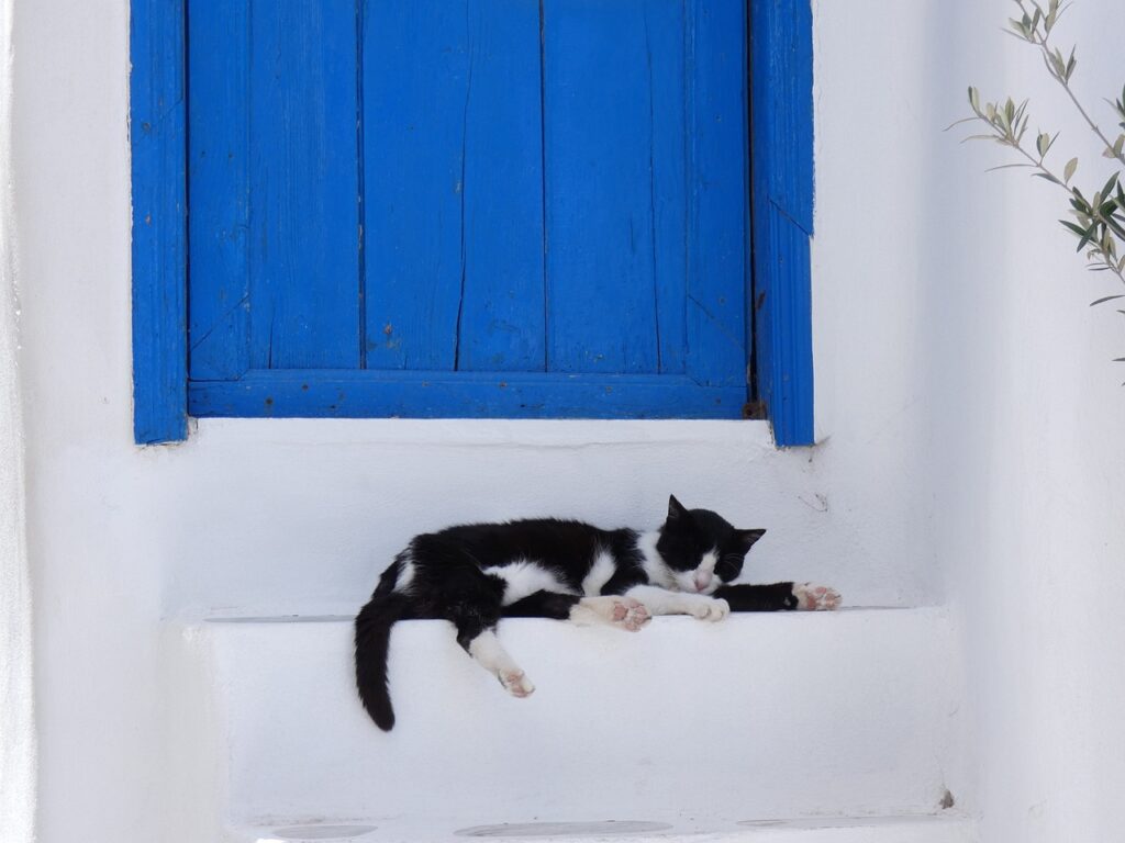 Mačka ispred vrata