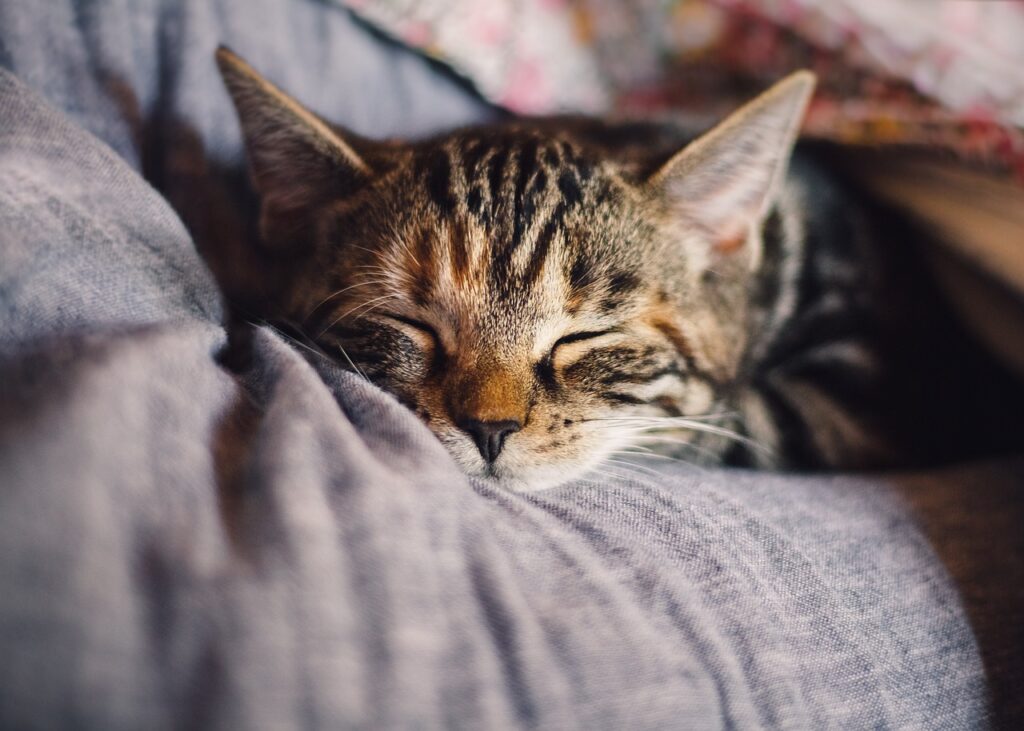 Krevet za mačke
