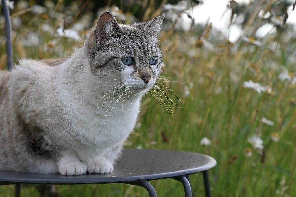 10 najčešćih grešaka koje prave vlasnici mačaka