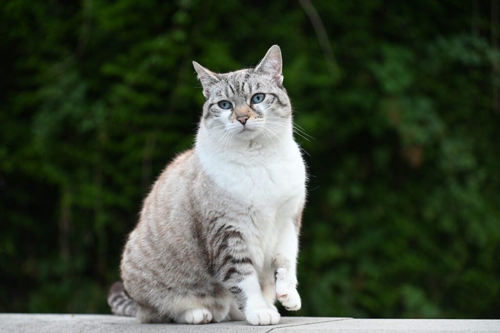 10 najčešćih grešaka koje prave vlasnici mačaka