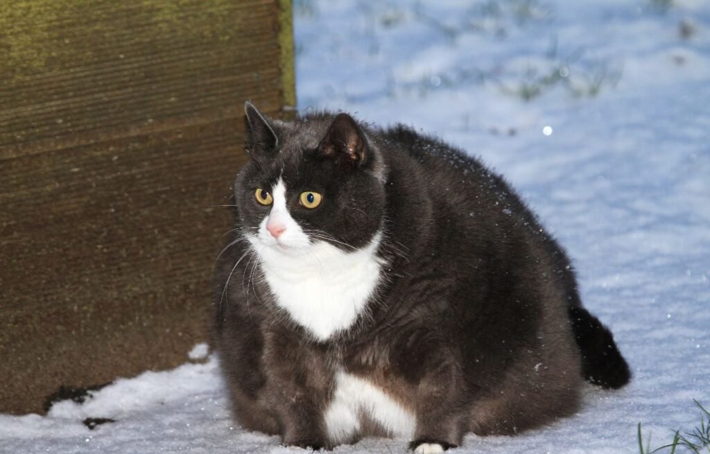 Gojaznost kod mačaka – crno-bela gojazna mačka na snegu