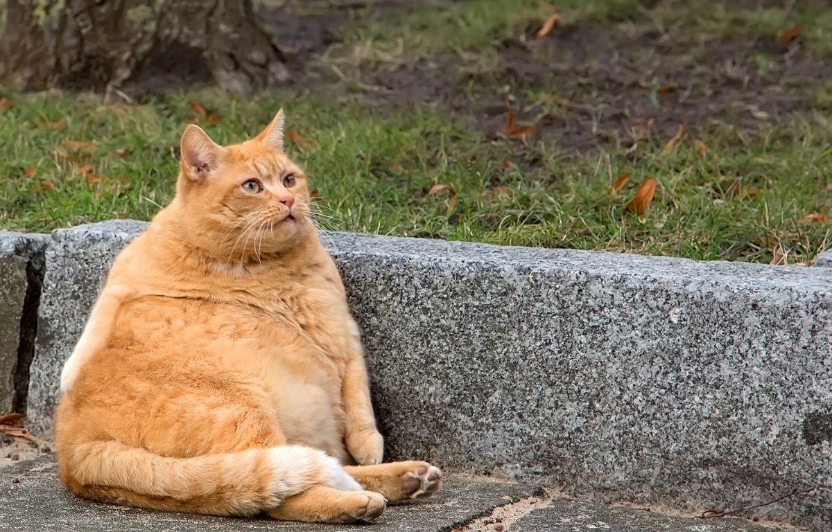 Gojaznost kod mačaka – debela mačka sa viškom kilograma
