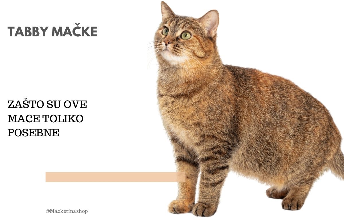 Tabby mačke – Zašto su ove mace tako posebne