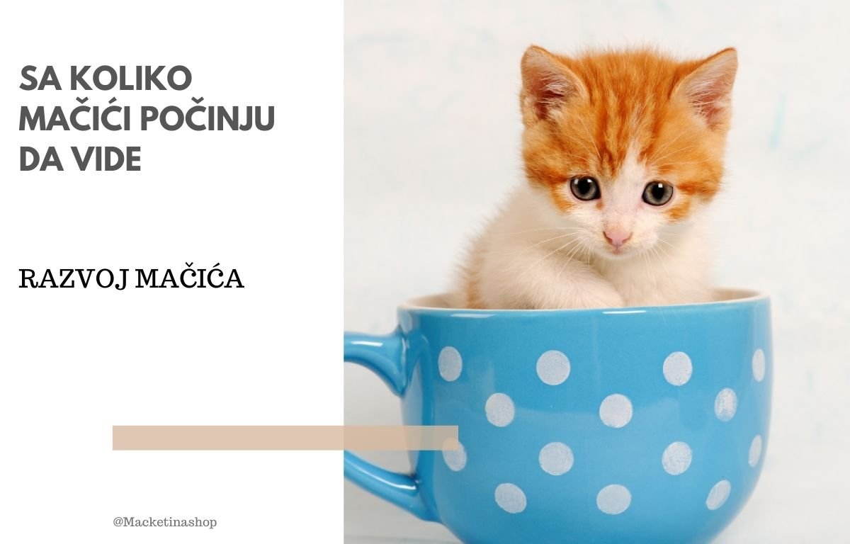 sa koliko dana mačići počinju da vide