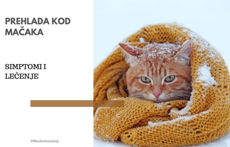 Prehlada kod mačaka