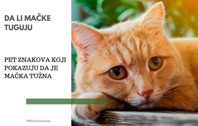 mačke tuguju