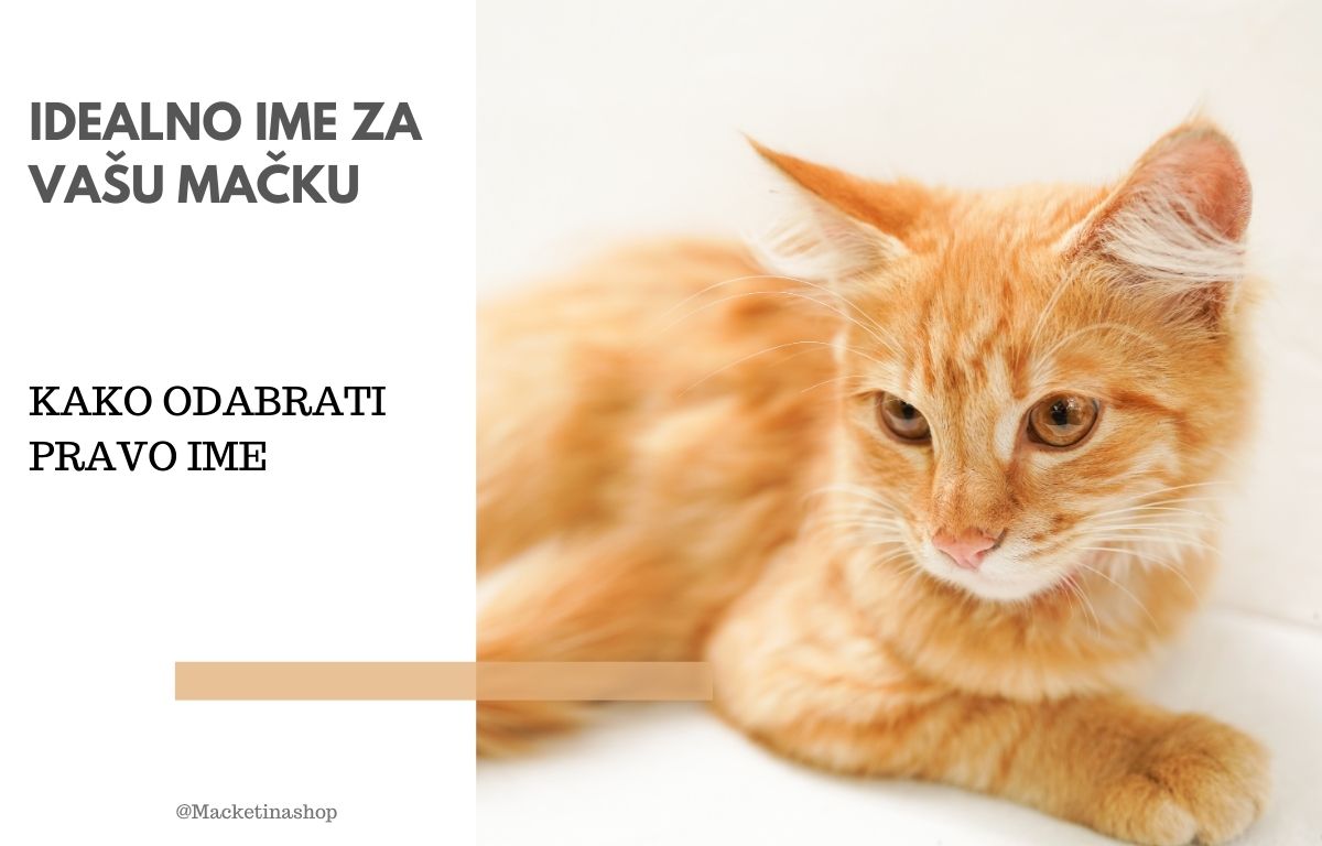 Kako odabrati idealno ime za mačku