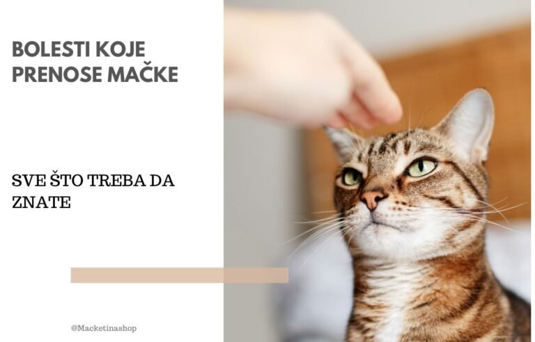 Bolesti koje prenose mačke