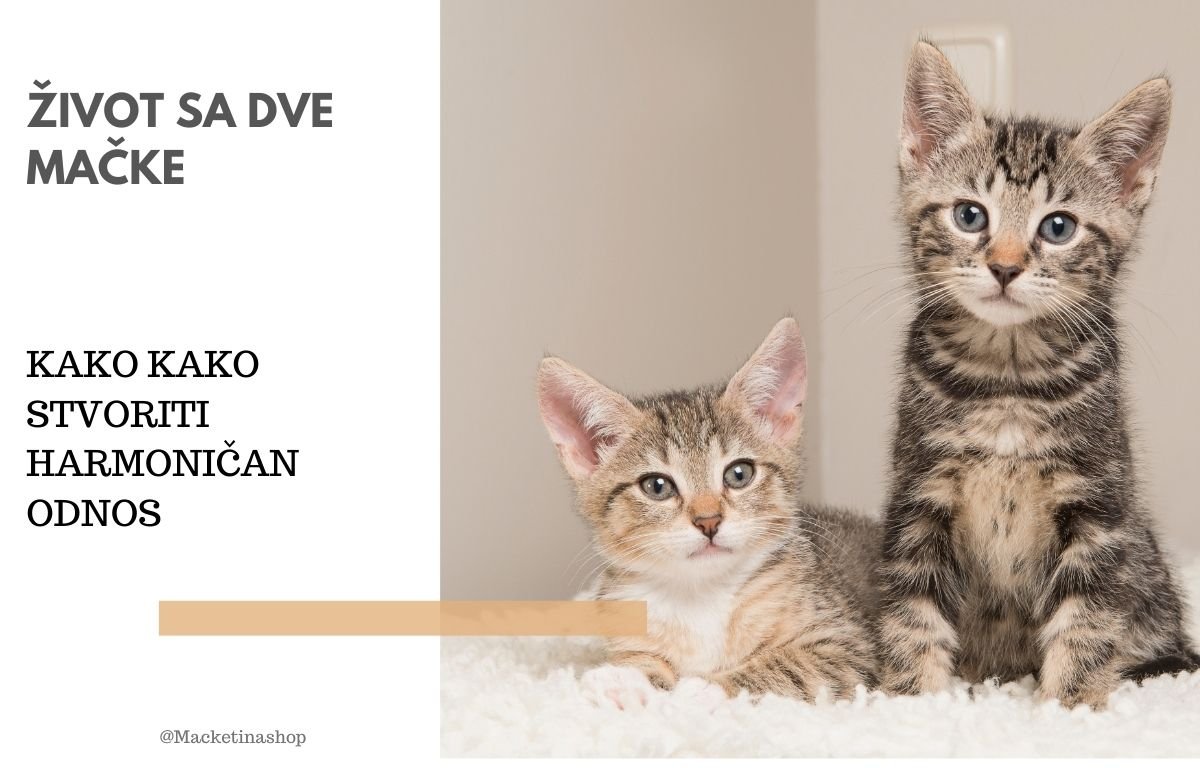 Život sa dve mačke
