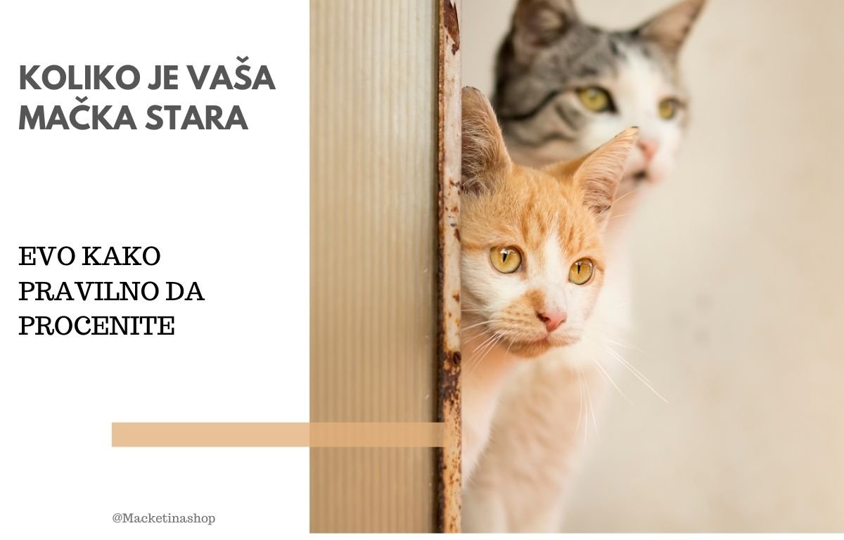 koliko je vaša mačka stara