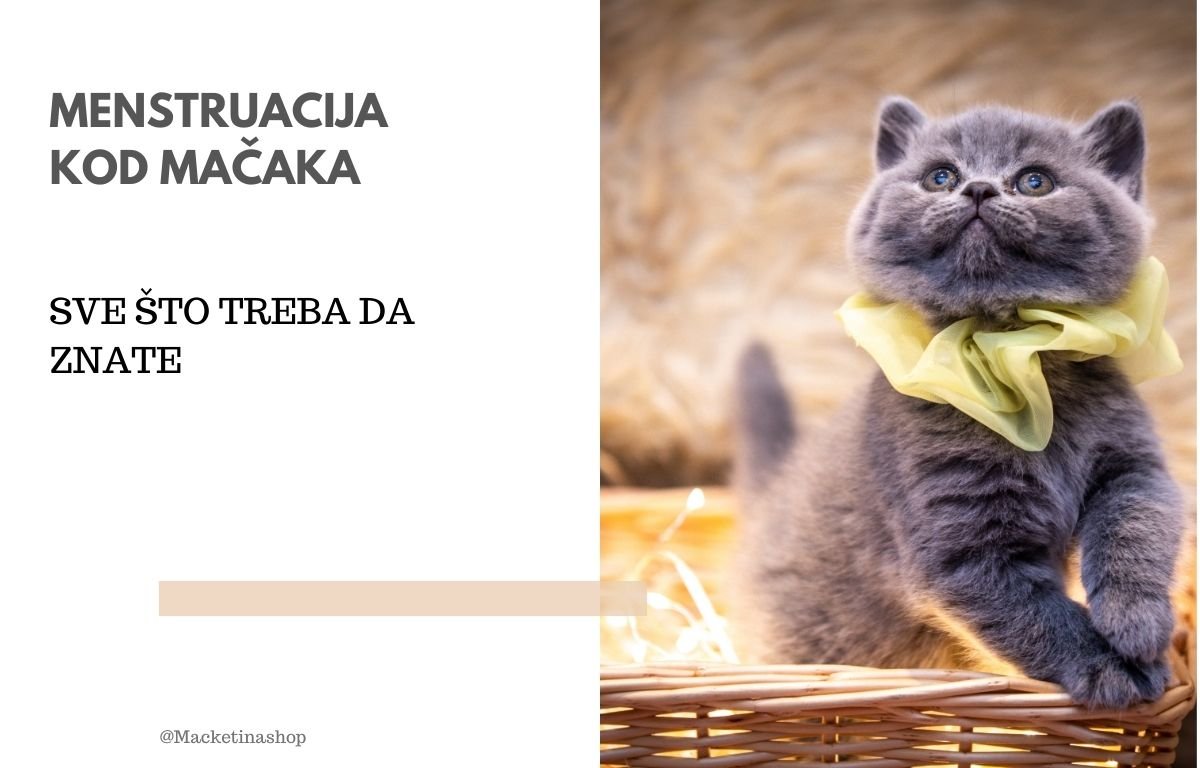 Menstruacija kod mačaka