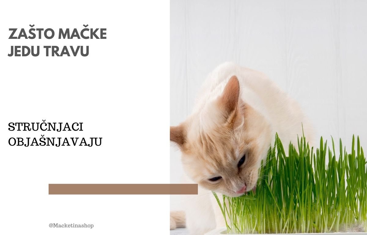 Zašto mačke jedu travu