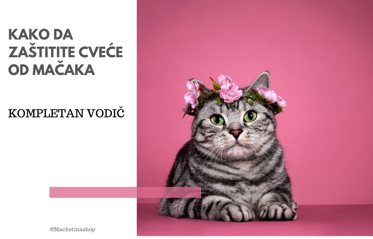 Kako zaštiti cveće od mačaka