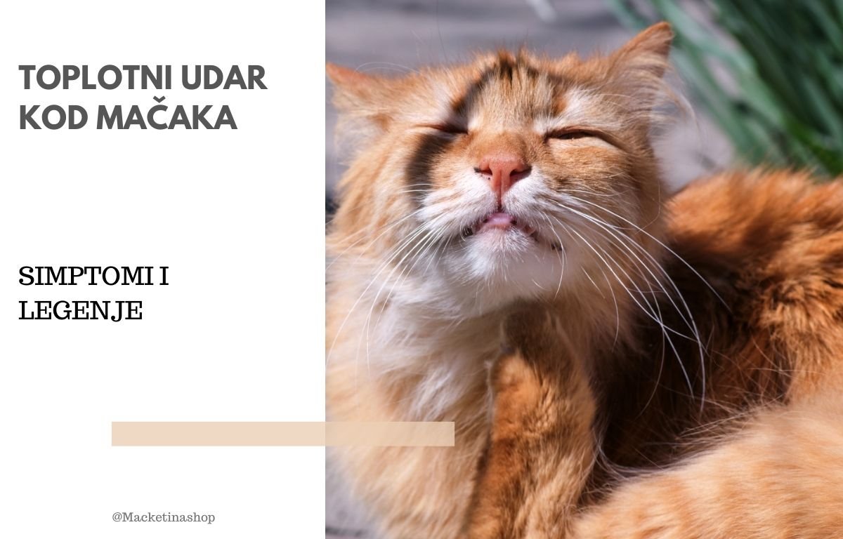 toplotni udar kod mačaka