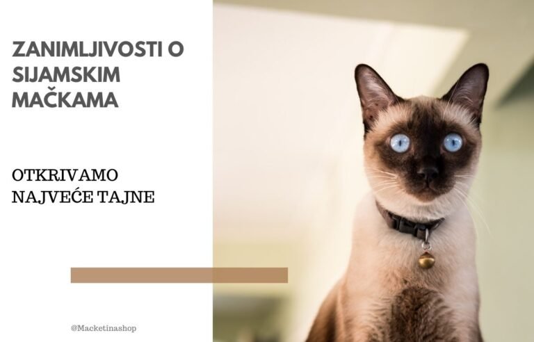 Zanimljivosti o Sijamskim mačkama