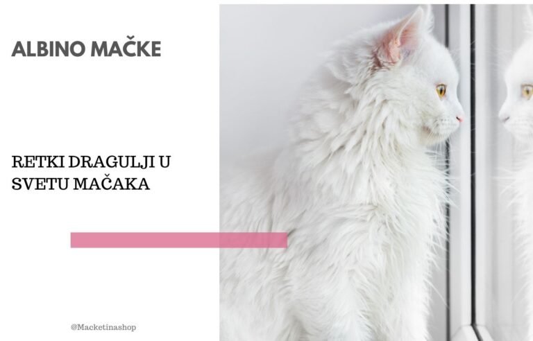 Albino mačke