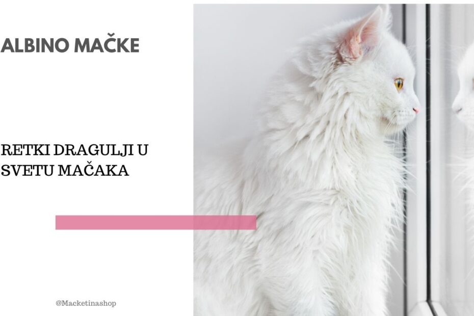 Albino mačke