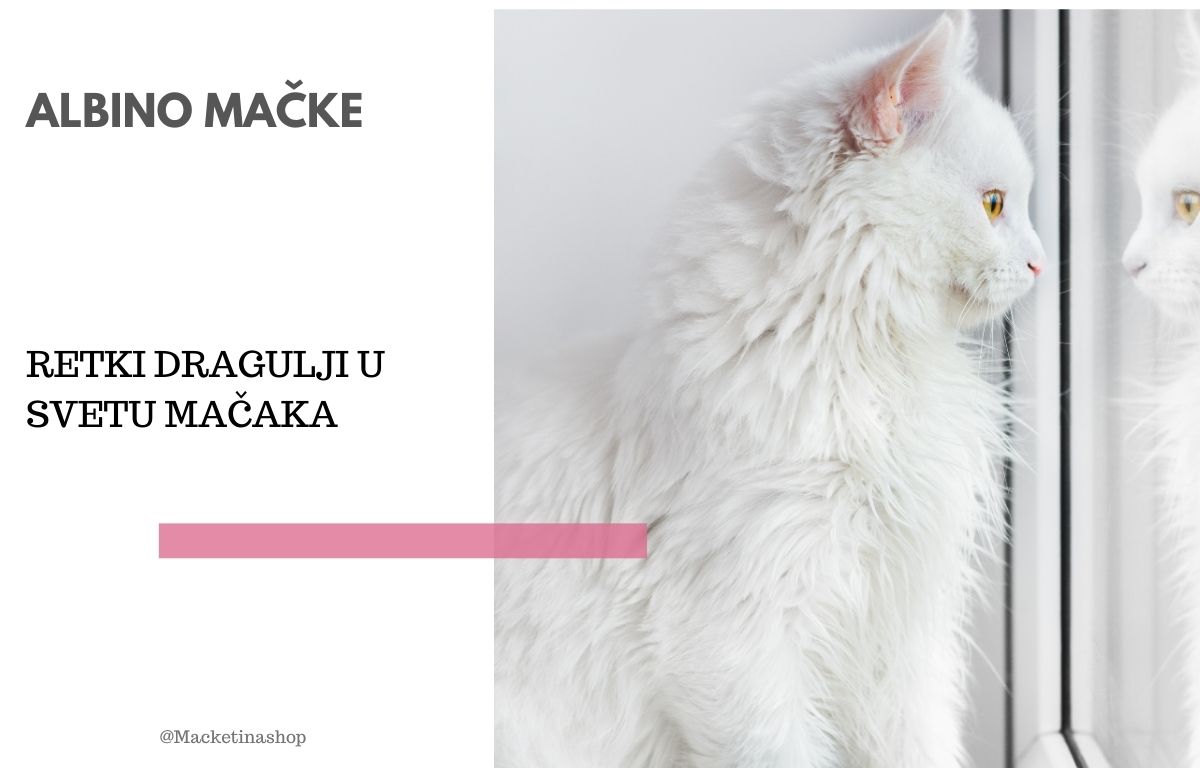 Albino Mačke – Retki dragulji u svetu mačaka