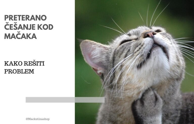 Preterano češanje kod mačaka
