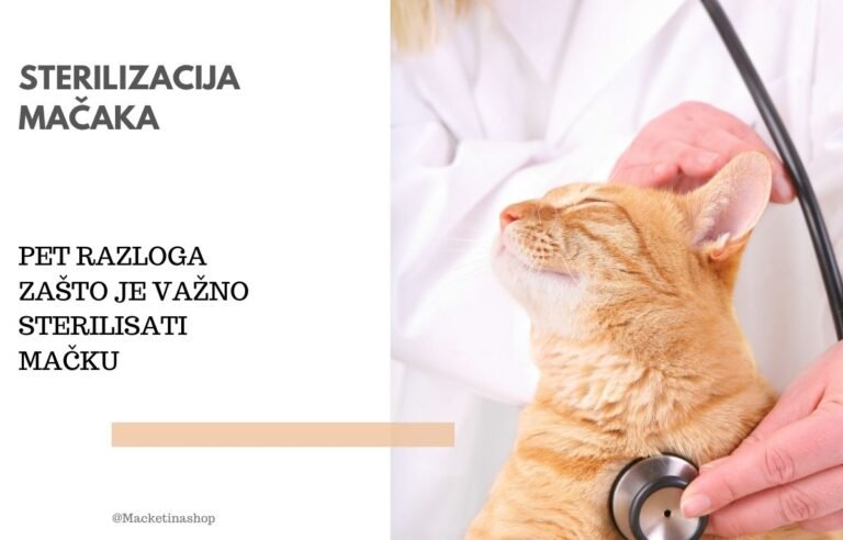 Zašto je važno sterilisati mačku
