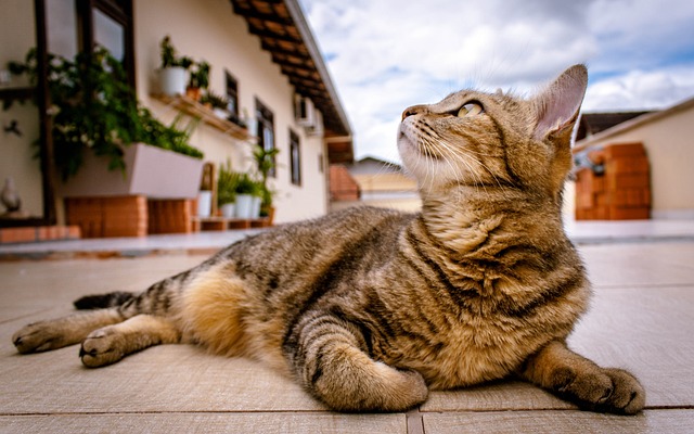 Tabby mačke - Zašto su ove mace tako posebne